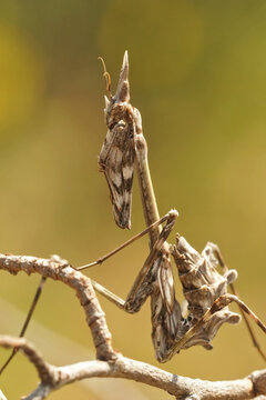 A closeup of one of the French praying mantis, Empusa pennata , sitting strait up