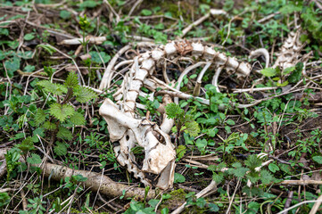 Muntjac deer spinal skeleton and hip bone