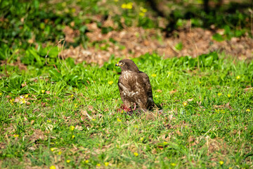 Common buzzard sitting on its prey