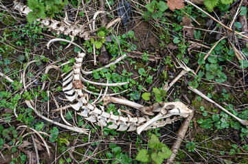 Muntjac deer spinal skeleton and hip bone