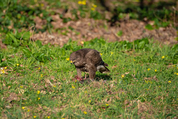 Fototapeta premium Common buzzard eating its prey