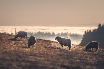 Schafe über dem Nebel