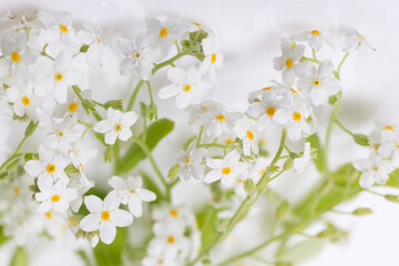 Small delicate white spring flowers, spring background