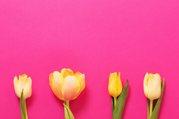 yellow  tulips on pink paper background