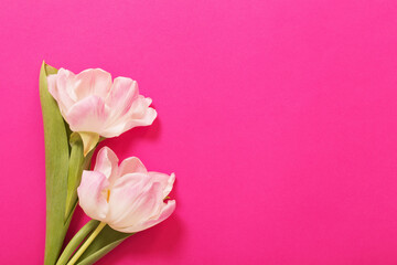 Obraz premium two tulips on pink paper background