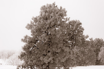 Snow and frost covered trees in a rural landscape. 