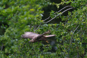 Wespenbussard