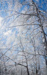 Fototapeta na wymiar Frost on trees in a Beautiful landscape with Ice