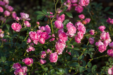 Blooming bright pink bush rose with small flowers close-up