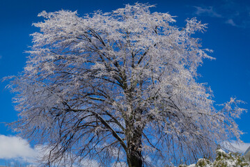 Frost on trees in a Beautiful winter landscape with Ice