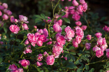 Blooming bright pink bush rose with small flowers close-up