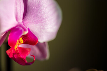 Bright pink yellow orchid flower, houseplant in warm light on a blurred bokeh background. Macro. Close-up. Place for text