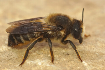 Closeup of a female leafcutterbee from Gard , France , Megachile pyrenaica
