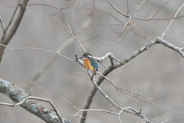 真冬の森の小川、小魚などを探すカワセミ