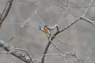 真冬の森の小川、小魚などを探すカワセミ
