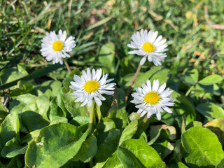 Fototapeta premium blooming daisy flowers at garden in a sunny day in spring