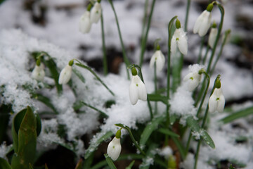 Snowdrops in the snow
