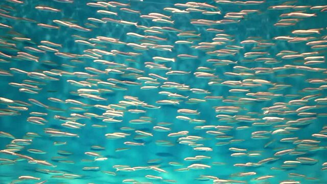Mini Sardinen im gro&szlig;en Schwarm in leuchtendem Blau