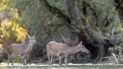 Two deer cross the river at sunrise (Cervus elaphus)