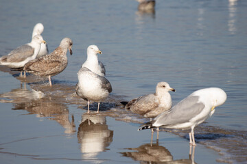 seagulls on the beach on the baltic sea
