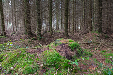 Landscape scene through rural woodland forest in winter