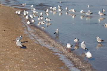 seagulls on the beach on the baltic sea