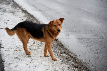 homeless brown dog stands by the side of the road in the muddy snow looking at the camera with a funny expression on his face. Animals without a home freeze in winter. Animal shelter concept.