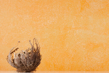 Rose of Jericho