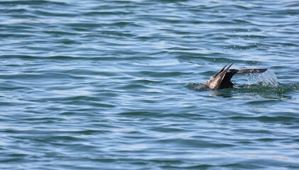 Fototapeta premium 海辺で魚をとるウミウ