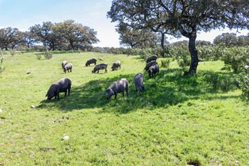 Obraz premium Iberian pigs grazing in the Huelva countryside. Pigs in the pasture with holm oaks in Andalusia, Spain