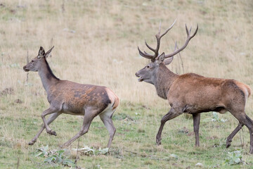 Naklejka na ściany i meble Red deer male follows female in rutting season (Cervus elaphus)