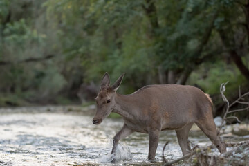 Isolated deer female cross the river at dawn (Cervus elaphus)