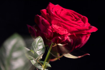 Close up of red rose doubled by zoom burst