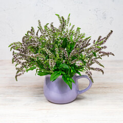 Lilac mint flowers with green leaves in a lilac cup on a white wooden background. Homemade herbs for tea. Place for an inscription.