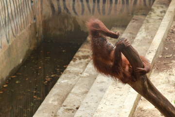 Young orangutan playing on a tree trunk