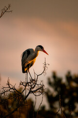 Graureiher im Wasserpark Floridsdorf, Wien Österreich