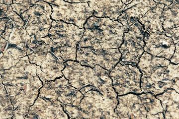 Top view of little tree and a cracked soil ground Earth which caused by global warming and deforestation. Nature conservation and prevention as concept.	