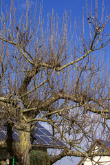 uncut branches of a big apple tree in early march as theme as winter to spring