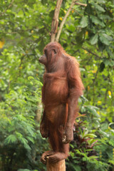 Orangutan standing on a tree trunk