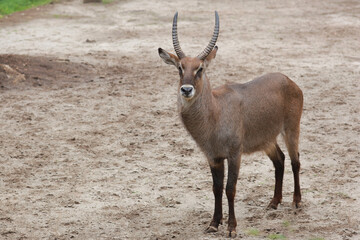 Cute common waterbuck stands staring towards camera