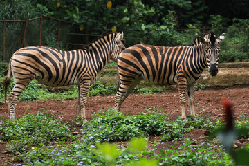 Couple of zebra horse walking at the forest park