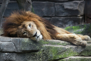 Obraz premium Lion lying on the rock