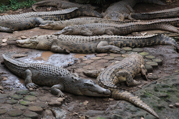 Fototapeta premium Group of crocodiles sunbathing on the lake side