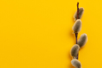 Willow twigs on a yellow background. Colorful Easter background with copy space.