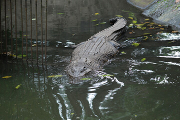 Big crocodile swimming in the lake