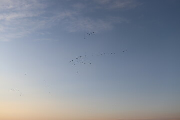 Obraz premium birds in the sky 