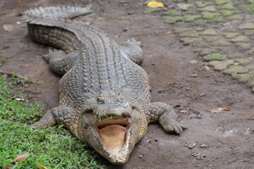 Scary huge crocodile with mouth open