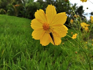 Yellow flowers that thrive