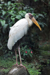 Young stork standing on a rock