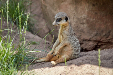 meerkat sitting upright staring at grass in front of him, funny scene